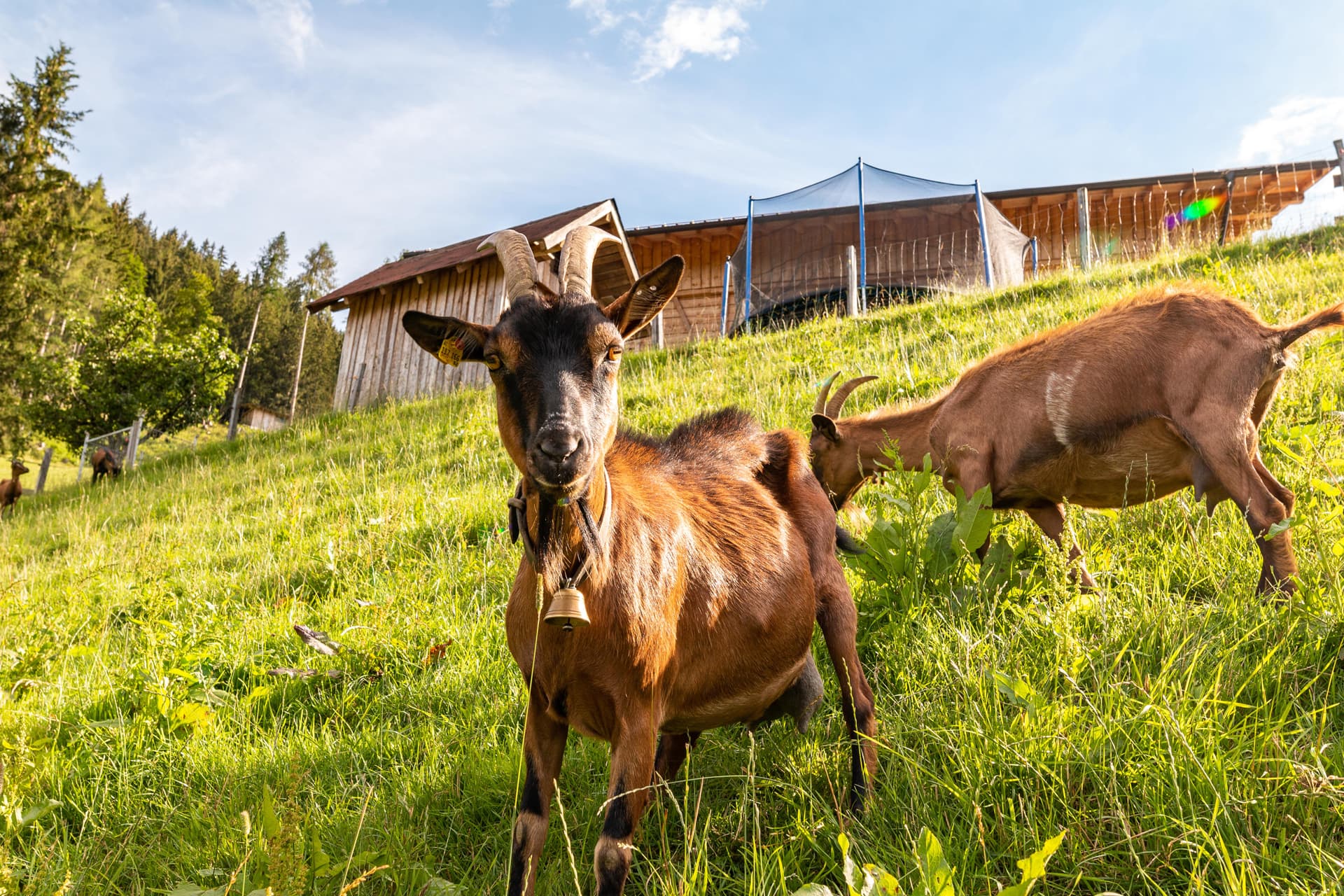 Ziegen auf einer sonnigen Alm nahe dem Bucheggerhof