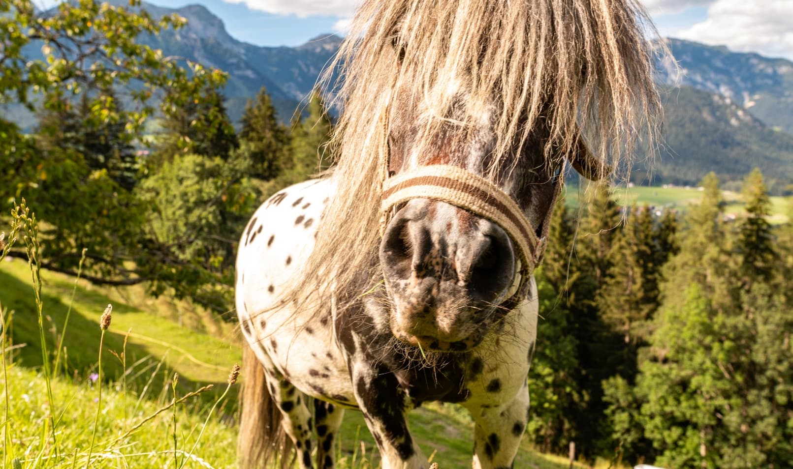 Pony am Bucheggerhof vor der Schladminger Bergkulisse