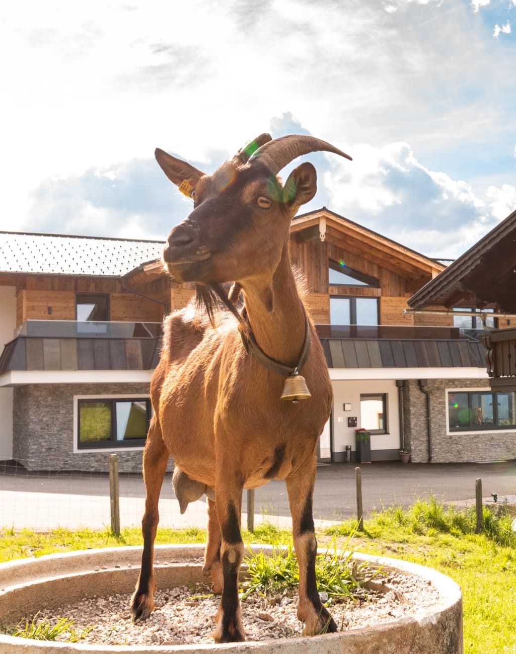 Ziege am Bucheggerhof in Schladming