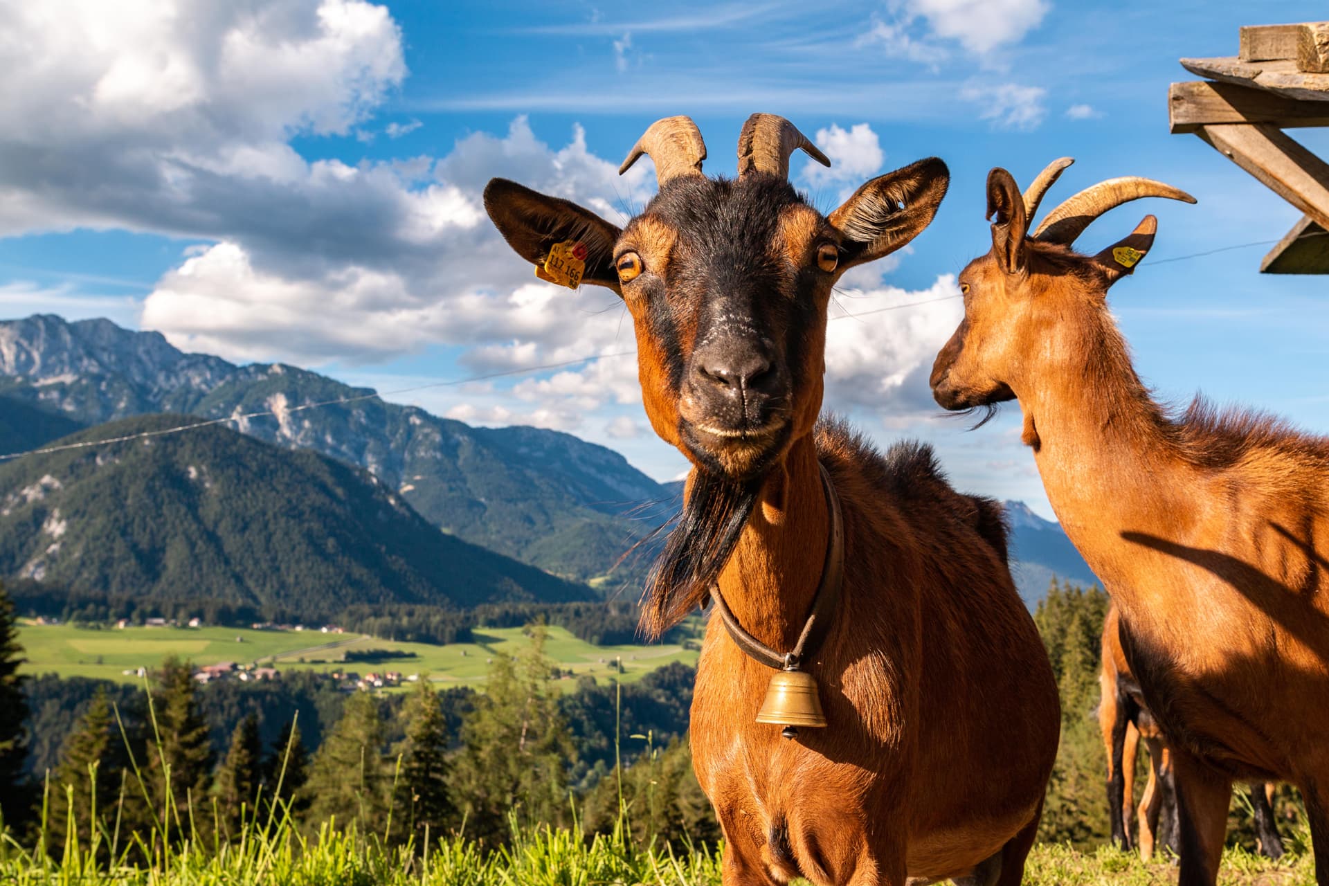 Ziegen auf der Alm vor blauem Himmel in Schladming-Dachstein