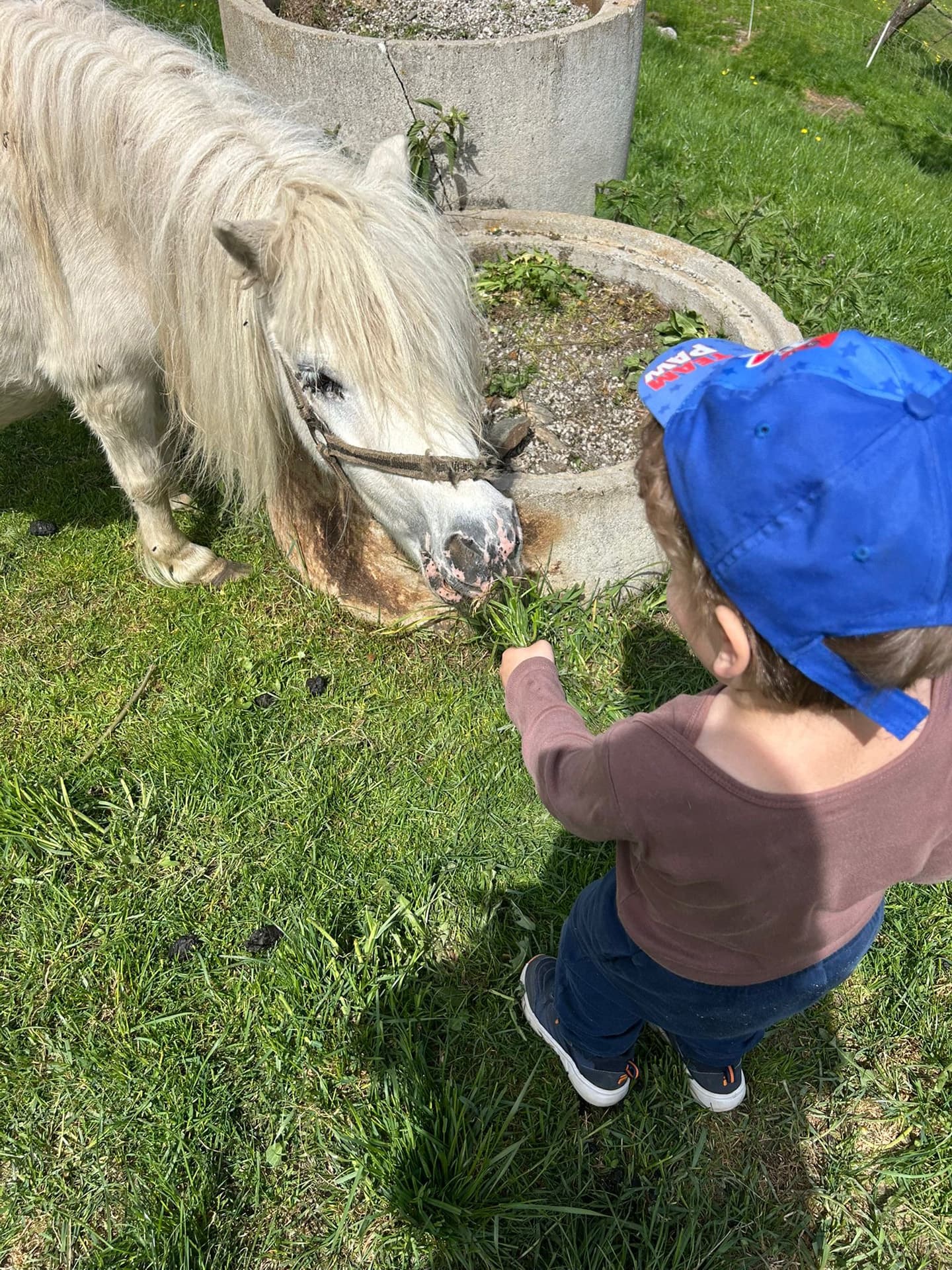 Kind beim Füttern eines Ponys auf der Alm
