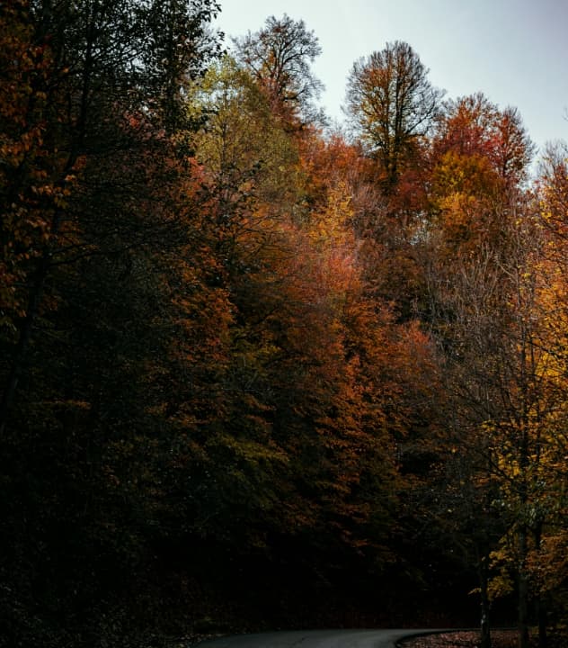 Herbstlicher Wald in der Bergregion Schladming-Dachstein