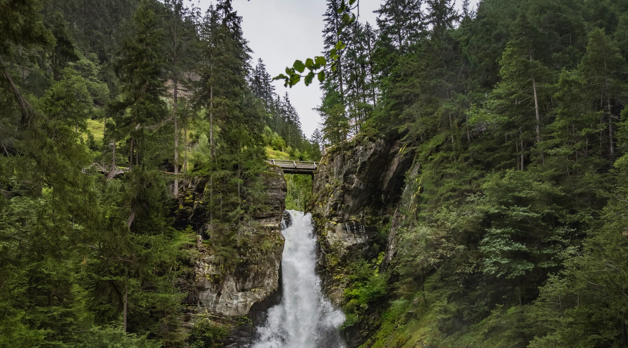 Wanderweg durch einen Wald in der Bergregion Schladming-Dachstein